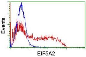 Image no. 1 for anti-Eukaryotic Translation Initiation Factor 5A2 (EIF5A2) antibody (ABIN1497997) (EIF5A2 抗体)