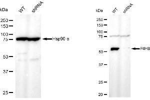anti-Prolyl 4-Hydroxylase, beta Polypeptide (P4HB) antibody