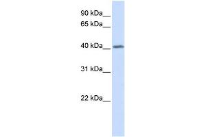 WB Suggested Anti-GHRHR Antibody Titration:  0. (GHRHR 抗体  (N-Term))