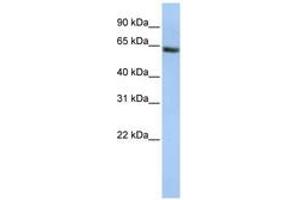 FANCE anticorps  (AA 180-229)