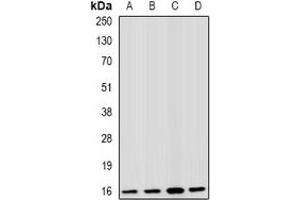 Western blot analysis of Fis1 expression in HepG2 (A), A549 (B), mouse spleen (C), mouse kidney (D) whole cell lysates. (Fission 1 抗体)