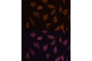 Immunofluorescence analysis of L929 cells using FBXW8 antibody (ABIN7267083) at dilution of 1:100. (FBXW8 抗体)