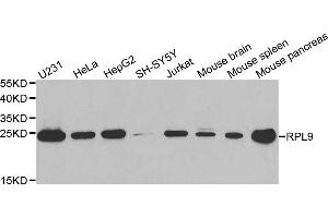 Western blot analysis of extracts of various cell lines, using RPL9 antibody. (RPL9 抗体  (AA 1-192))