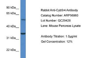 Western Blotting (WB) image for anti-Cytochrome B5 Reductase 4 (CYB5R4) (N-Term) antibody (ABIN2786943) (CYB5R4 抗体  (N-Term))