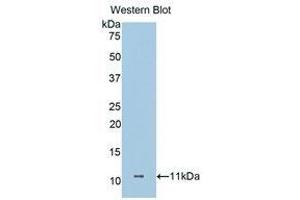 Western Blotting (WB) image for anti-Dermcidin (DCD) (AA 18-110) antibody (ABIN1175849) (Dermcidin 抗体  (AA 18-110))