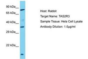 Image no. 1 for anti-Taste Receptor, Type 2, Member 3 (TAS2R3) (AA 212-261) antibody (ABIN6750603) (TAS2R3 抗体  (AA 212-261))