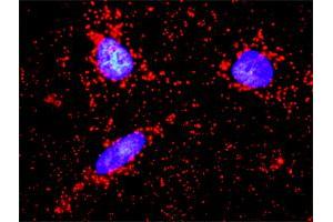 Proximity Ligation Assay (PLA) image for anti-F11 Receptor (F11R) (AA 1-299) antibody (ABIN565503)