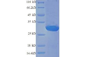 SDS-PAGE (SDS) image for Endothelin 1 (EDN1) (AA 53-73) protein (GST tag) (ABIN4982870)