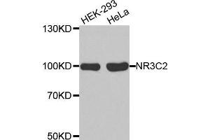 Western blot analysis of extracts of various cell lines, using NR3C2 antibody. (NR3C2 抗体  (C-Term))