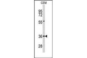 Western blot analysis of Peroxin 16 / PEX16 Antibody (Center) in CEM cell line lysates (35ug/lane).