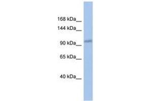 Image no. 1 for anti-DEAD (Asp-Glu-Ala-Asp) Box Polypeptide 24 (DDX24) (C-Term) antibody (ABIN6742691) (DDX24 抗体  (C-Term))