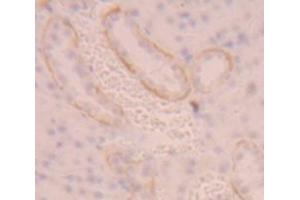 IHC-P analysis of Rat Tissue, with DAB staining. (SLC3A2 抗体  (AA 282-523))