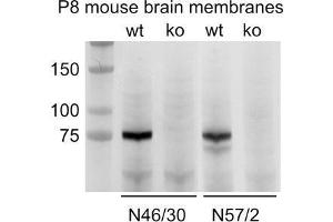 Immunoblot versus membranes from postnatal day 8 wild-type (wt) and ADAM22-knockout (ko) mice and probed with N46/30 (left) and N57/2 (right). (ADAM22 抗体  (Cytosolic))