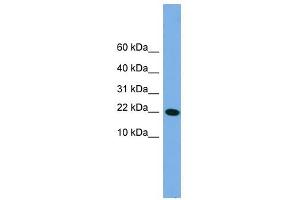 PNRC2 antibody used at 1 ug/ml to detect target protein.