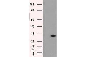 Western Blotting (WB) image for anti-Aldo-Keto Reductase Family 1, Member A1 (Aldehyde Reductase) (AKR1A1) antibody (ABIN1496541) (AKR1A1 抗体)