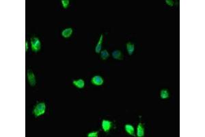 Immunofluorescent analysis of Hela cells using ABIN7155399 at dilution of 1: 100 and Alexa Fluor 488-congugated AffiniPure Goat Anti-Rabbit IgG(H+L) (HIST1H2BD 抗体  (AA 2-57))