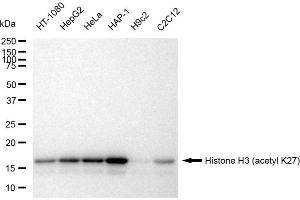 Western blotting analysis using Histone H3 (acetyl K27) antibody (ABIN7798971). (Recombinant Histone 3 抗体  (H3K27ac))
