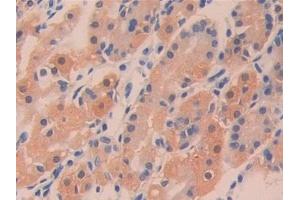 Detection of DDT in Human Stomach Tissue using Polyclonal Antibody to D-Dopachrome Tautomerase (DDT) (DDT 抗体  (AA 2-118))