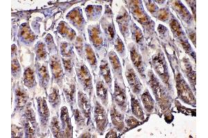 IHC analysis of Tff1 using anti-Tff1 antibody . (TFF1 抗体  (AA 22-87))