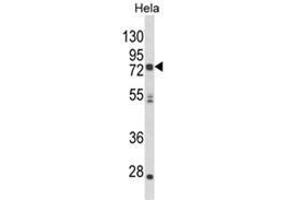 Western blot analysis of NEURL Antibody (Center) in Hela cell line lysates (35ug/lane). (NEURL 抗体  (Middle Region))