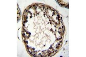 Immunohistochemistry analysis in formalin fixed and paraffin embedded human testis tissue reacted with OTUD1 Antibody (Center) followed which was peroxidase conjugated to the secondary antibody and followed by DAB staining. (OTUD1 抗体  (Middle Region))
