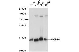Western blot analysis of extracts of various cell lines, using HIGD1A antibody (ABIN7267642) at 1:1000 dilution. (HIGD1A 抗体  (AA 1-93))