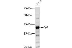 Western blot analysis of extracts of HeLa cells, using QKI Rabbit pAb antibody (ABIN6128587, ABIN6146533, ABIN6146534 and ABIN6222826) at 1:500 dilution. (QKI 抗体  (AA 1-341))