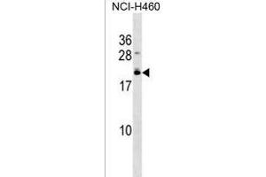 EFCAB10 Antibody (C-term) (ABIN1537667 and ABIN2850218) western blot analysis in NCI- cell line lysates (35 μg/lane). (EFCAB10 抗体  (C-Term))