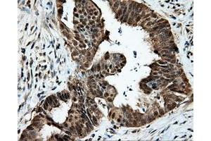 Image no. 9 for anti-Tubulin tyrosine Ligase-Like Family, Member 12 (TTLL12) antibody (ABIN1499035) (TTLL12 抗体)