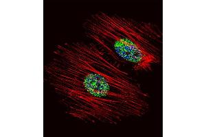 Fluorescent confocal image of Hela cell stained with NME2 Antibody (N-term) (ABIN392656 and ABIN2842157). (NME2 抗体  (N-Term))