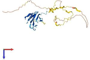 TCF19 Protein (AA 1-263) (His tag)