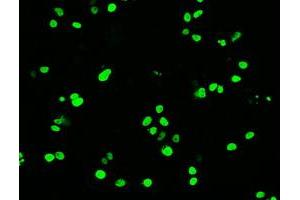 Anti-OCT-4 mouse monoclonal antibody (ABIN2452367) immunofluorescent staining of COS7 cells transiently transfected by pCMV6-ENTRY OCT-4 (RC211998). (OCT4 抗体)