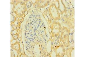 Immunohistochemistry of paraffin-embedded human kidney tissue using ABIN7165972 at dilution of 1:100 (PPTC7 抗体  (AA 1-304))