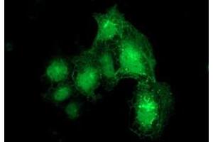 Immunofluorescence (IF) image for anti-Dystrobrevin alpha (DTNA) antibody (ABIN1497912) (DTNA 抗体)
