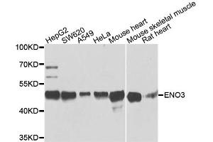 Western blot analysis of extracts of various cell lines, using ENO3 antibody. (ENO3 抗体)