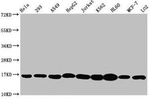 Western Blot Positive WB detected in: Hela whole cell lysate, 293 whole cell lysate, A549 whole cell lysate, HepG2 whole cell lysate, Jurkat whole cell lysate, K562 whole cell lysate, HL60 whole cell lysate, MCF-7 whole cell lysate, LO2 whole cell lysate All lanes: HIST1H3A antibody at 1:500 Secondary Goat polyclonal to rabbit IgG at 1/40000 dilution Predicted band size: 16 kDa Observed band size: 16 kDa (HIST1H3A 抗体  (3meLys4))