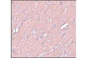 Immunohistochemistry of SYNGR3 in rat brain tissue with this product at 2. (Synaptogyrin 3 抗体  (C-Term))