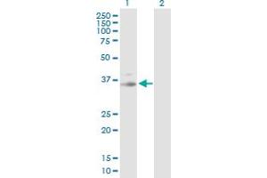 Western Blot analysis of PRKG1 expression in transfected 293T cell line by PRKG1 MaxPab polyclonal antibody.