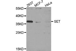 Western blot analysis of extracts of various cell lines, using SET antibody (ABIN5973657) at 1/1000 dilution. (SET/TAF-I 抗体)