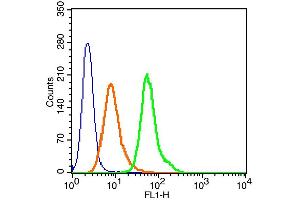 Human Hela cells probed with c-Fos (Thr325) Polyclonal Antibody, Alexa Fluor 488 conjugated (bs-3154R-A488) (green) at 1:100 for 30 minutes compared to unstained cells (blue) and isotype control (orange). (c-FOS 抗体  (pThr325) (Alexa Fluor 488))