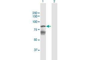 Western Blot analysis of LETM1 expression in transfected 293T cell line by LETM1 MaxPab polyclonal antibody.