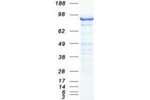 Western Blotting (WB) image for Minichromosome Maintenance Complex Component 3 (MCM3) protein (Myc-DYKDDDDK Tag) (ABIN2725631)