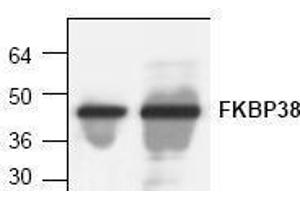 Image no. 1 for anti-FK506 Binding Protein 8, 38kDa (FKBP8) antibody (ABIN127298) (FKBP8 抗体)
