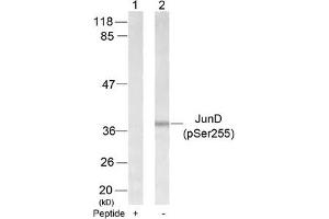 Western blot analysis of extracts from 293 cells using JunD(Phospho-Ser255) Antibody(Lane 2) and the same antibody preincubated with blocking peptide(Lane1).