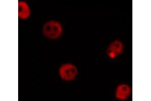 ABIN6266588 staining COS7 by IF/ICC.