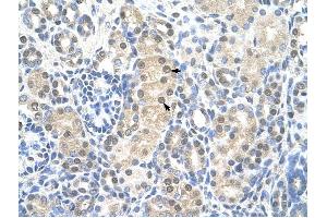 MCM7 antibody was used for immunohistochemistry at a concentration of 4-8 ug/ml to stain Epithelial cells of renal tubule (arrows) in Human Kidney. (MCM7 抗体  (Middle Region))