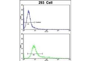 Flow cytometric analysis of 293 cells using SDCCAG33 Antibody (Center)(bottom histogram) compared to a negative control cell (top histogram). (TSHZ1 抗体  (AA 656-685))