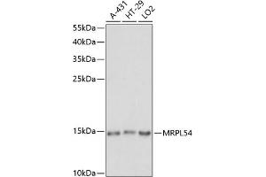 Western blot analysis of extracts of various cell lines, using MRPL54 antibody (ABIN7268578) at 1:1000 dilution. (MRPL54 抗体  (AA 1-138))