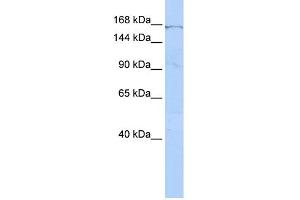 WB Suggested Anti-ZNF236 Antibody Titration:  0. (ZNF236 抗体  (Middle Region))