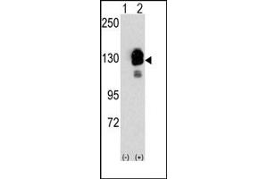Image no. 1 for anti-Cadherin 8 (CDH8) (N-Term) antibody (ABIN356866) (Cadherin 8 抗体  (N-Term))